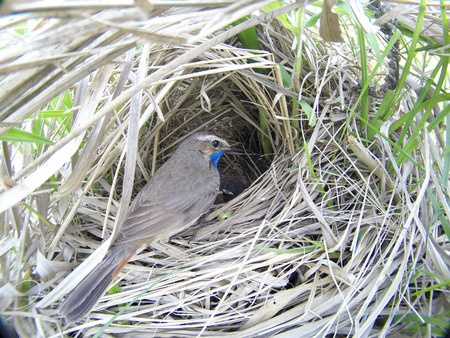 Luscinia svecica. The nest of the Bluethroat in nature. Russia. Russia, the Ryazan region (Ryazanskaya oblast), the Pronsky District.の写真素材