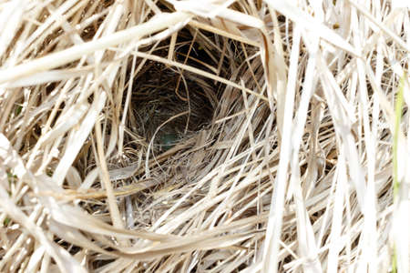 Luscinia svecica. The nest of the Bluethroat in nature. Russia. Russia, the Ryazan region (Ryazanskaya oblast), the Pronsky District.の写真素材