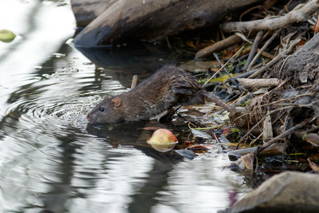 Rattus norvegicus, Brown Rat. Russia, Moscowの写真素材