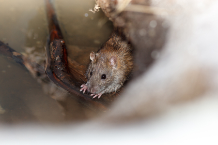 Rattus norvegicus, Brown Rat. Russia, Moscowの写真素材