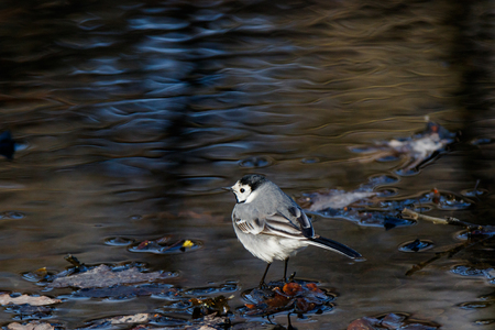 White Wagtail (Motacilla alba). Moscow, Russiaの写真素材