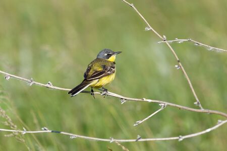 Yellow Wagtail (Motacilla flava) in the natureの写真素材