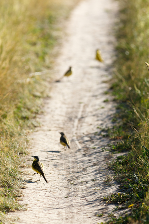 Yellow Wagtail (Motacilla flava) in the natureの写真素材