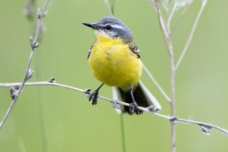 Yellow Wagtail (Motacilla flava) in the natureの写真素材