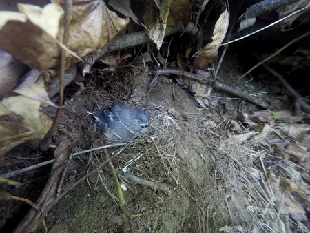 Motacilla alba. The nest of the White Wagtail in nature.  Moscow, Russia.