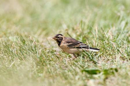 Citrine Wagtail (Motacilla werae). Denisovo. Ryazan region, Pronsky area. Russia.の写真素材