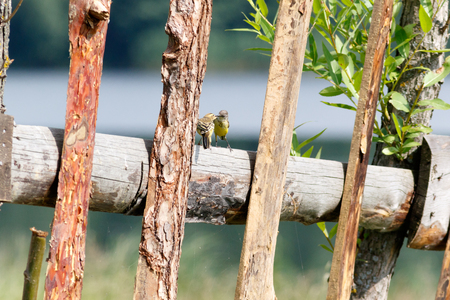 Citrine Wagtail (Motacilla werae). Denisovo. Ryazan region, Pronsky area. Russia.の写真素材