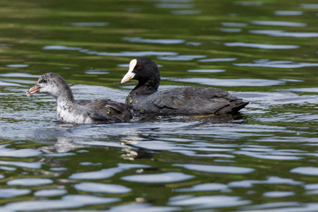 Common Coot (Fulica atra).  Moscow region, Russiaの写真素材