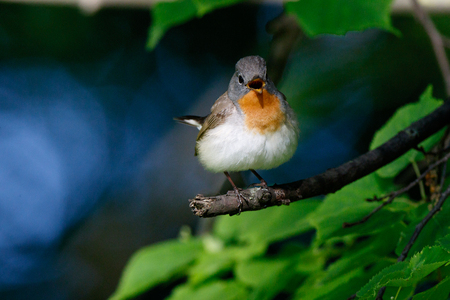 Red-breasted Flycatcher (Ficedula parva). male. Russia,  Moscow.の写真素材