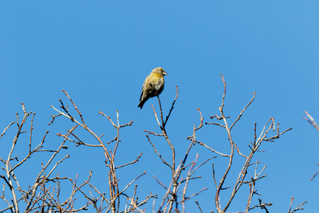Crossbill (Loxia curvirostra). Russia,  Moscow.
