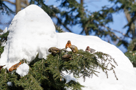 Crossbill (Loxia curvirostra). Russia,  Moscow.の写真素材