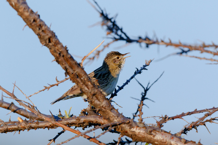 Grasshopper Warbler (Locustella naevia). Russia, Ryazanskaya oblast, Pronskoye, Denisovo.の写真素材