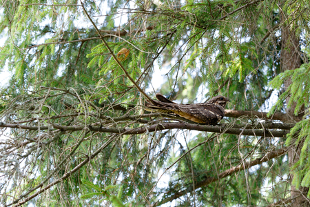 European Nightjar (Caprimulgus europaeus). Moscow region, Russia.
