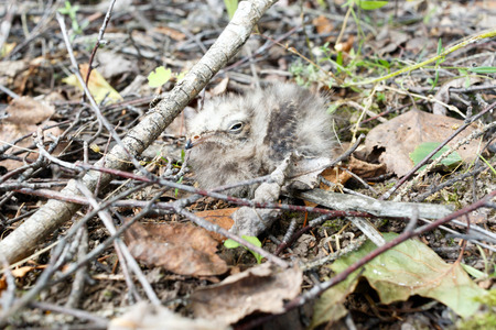 Caprimulgus europaeus. The nest of the European Nightjar in nature.  Moscow region, Russia.の写真素材
