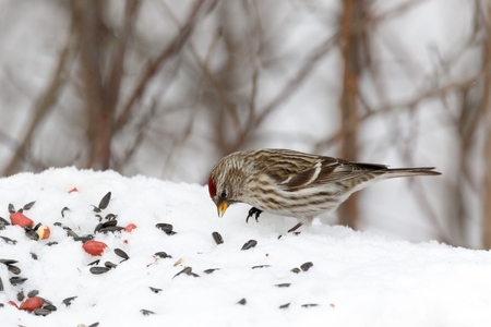 Ð§ÐµÑÐµÑÐºÐ° Ð¾Ð±ÑÐºÐ½Ð¾Ð²ÐµÐ½Ð½Ð°Ñ. Redpoll (Acanthis flammea).の写真素材