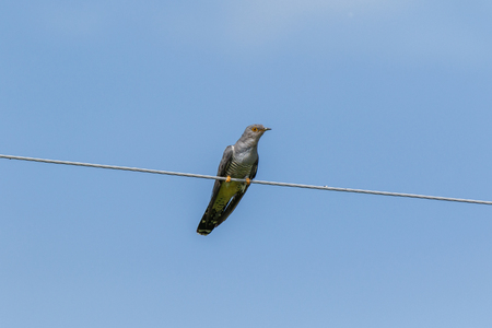Common Cuckoo (Cuculus canorus). Russia, the Ryazan region (Ryazanskaya oblast), the Pronsky District, Denisovo.の写真素材