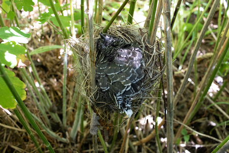 A Chick of Common Cuckoo (Cuculus canorus) in nest of Marsh Warbler (Acrocephalus palustris). Ryazan region (Ryazanskaya oblast), the Pronsky District, Denisovo.の写真素材
