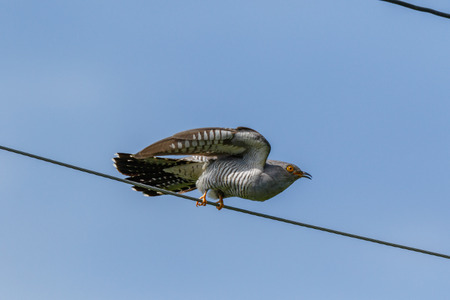 Common Cuckoo (Cuculus canorus). Russia, the Ryazan region (Ryazanskaya oblast), the Pronsky District, Denisovo.の写真素材