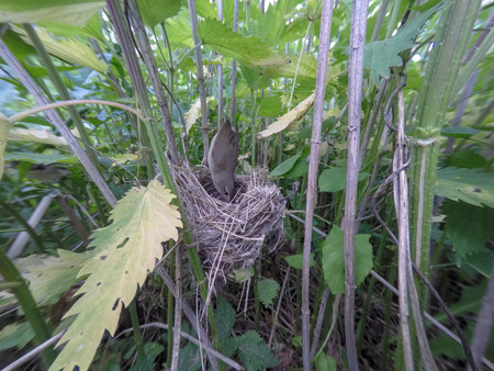 Acrocephalus dumetorum. The nest of the Blyth's Reed Warbler in nature. Russia, the Ryazan region (Ryazanskaya oblast), the Pronsky District, Denisovo.の写真素材