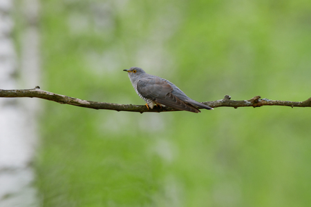 Common Cuckoo (Cuculus canorus). Russia, the Ryazan region (Ryazanskaya oblast), the Pronsky District, Denisovo.の写真素材