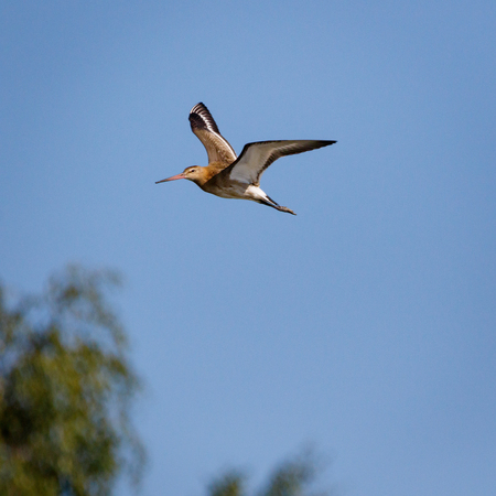 Black-tailed Godwit (Limosa limosa). Wild bird in a natural habitat. Wildlife Photography.
