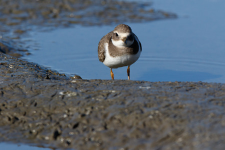 Ringed Plover (Charadrius hiaticula). Moscow region, Russia.