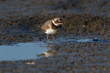 Ringed Plover (Charadrius hiaticula). Moscow region, Russia.