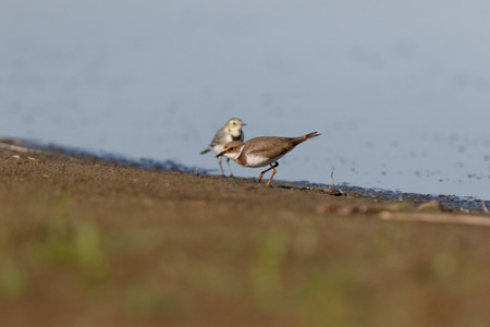 Little Ringed Plover (Charadrius dubius). Wild Bird.の写真素材