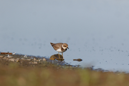 Little Ringed Plover (Charadrius dubius). Wild Bird.の写真素材