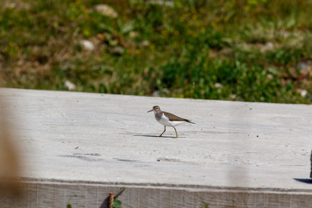 Common Sandpiper (Actitis hypoleucos). Russia, Sochi (Adler).の写真素材