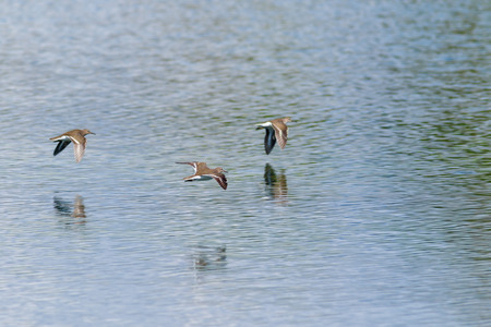 Common Sandpiper (Actitis hypoleucos). Russia, Sochi (Adler).