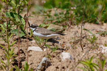 Little Ringed Plover (Charadrius dubius). Wild Bird.の写真素材
