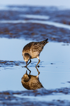 Grey Plover (Pluvialis squatarola).  Moscow region, Russia.の写真素材