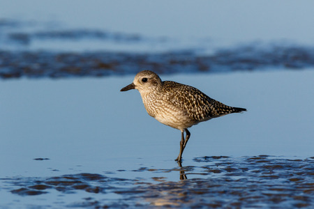 Grey Plover (Pluvialis squatarola).  Moscow region, Russia.の写真素材