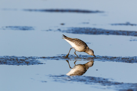 Grey Plover (Pluvialis squatarola).  Moscow region, Russia.の写真素材