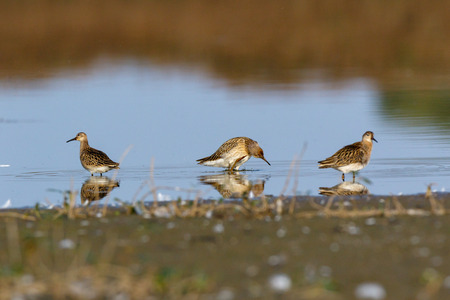 Ruff (Phylomachus pugnax). Moscow region, Russia.の写真素材
