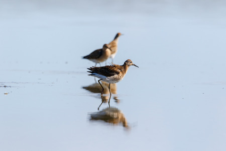 Ruff (Phylomachus pugnax). Moscow region, Russia.