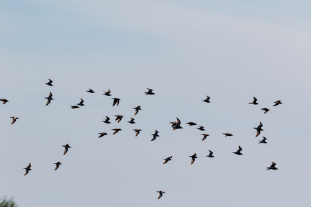 Ruff (Phylomachus pugnax). Moscow region, Russia.の写真素材