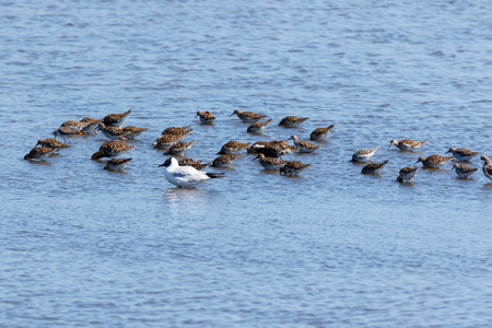 Ruff (Phylomachus pugnax). Moscow region, Russia.の写真素材