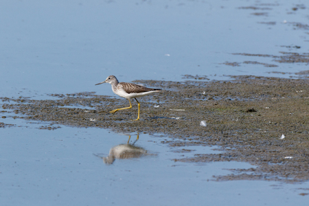 Common Greenshank (Tringa nebularia). Moscow region, Russia.の写真素材