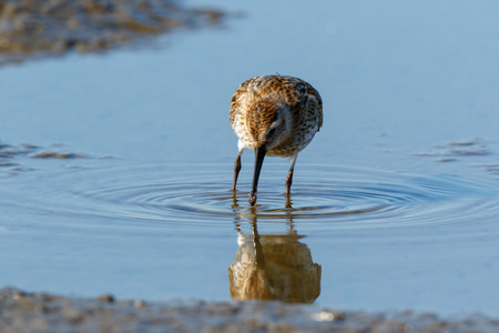 Dunlin (Calidris alpina) in the nature. Moscow region, Russia.の写真素材