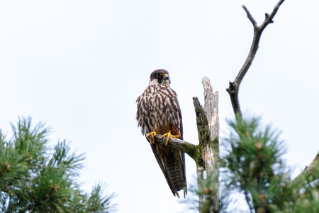 Northern Hobby (Falco subbuteo). Russia, Moscowの写真素材