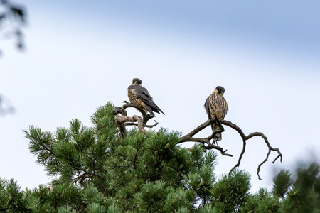 Northern Hobby (Falco subbuteo). Russia, Moscow