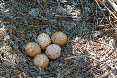 Falco tinnunculus. The nest of the Common Kestrel in nature.  Russia. Russia, the Ryazan region (Ryazanskaya oblast), the Pronsky District.の写真素材