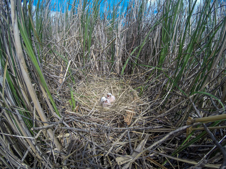 Circus aeruginosus. The nest of the Western Marsh Harrier in nature. Russia, the Ryazan region (Ryazanskaya oblast), the Pronsky District.の写真素材