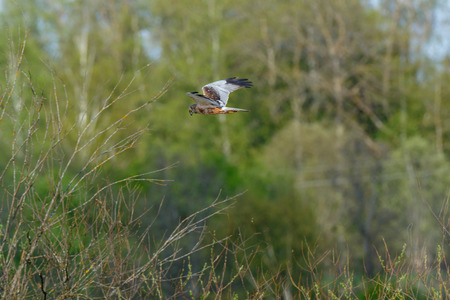 Western Marsh Harrier (Circus aeruginosus) in a flight