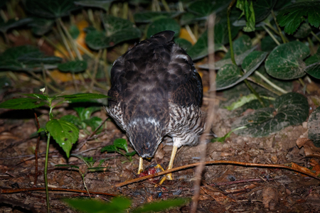 Eurasian Sparrowhawk (Accipiter nisus). Russia. Moscowの写真素材