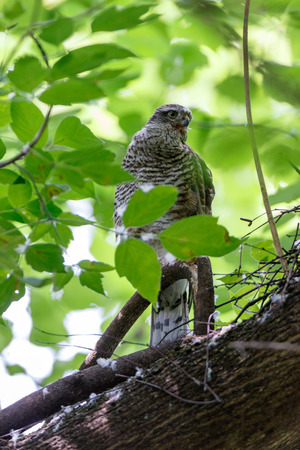 Eurasian Sparrowhawk (Accipiter nisus). Russia. Moscow