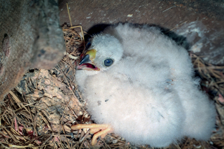 Eurasian Sparrowhawk (Accipiter nisus). Russia. Chick