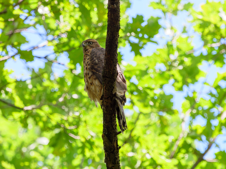 Northern Goshawk (Accipiter gentilis). Russiaの写真素材